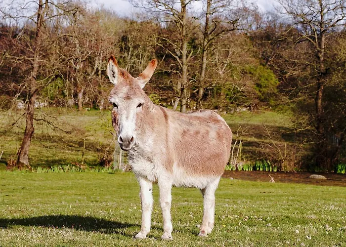 3 Bed In Carr Bank Oc-Gl128 Holiday home Beetham